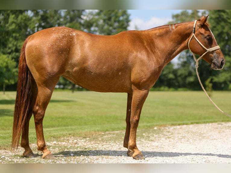 American Quarter Horse Mare 11 years 14 hh Chestnut in Fely OK