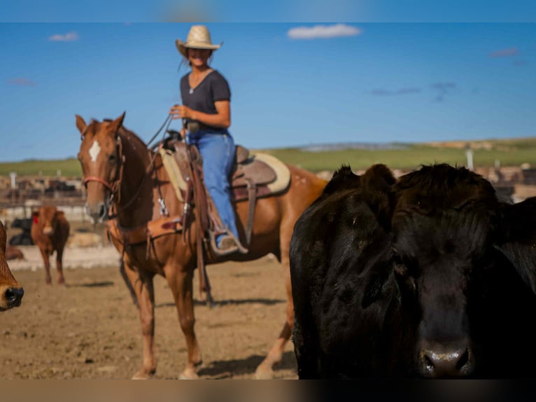 American Quarter Horse Mare 11 years 14 hh Chestnut in Fely OK