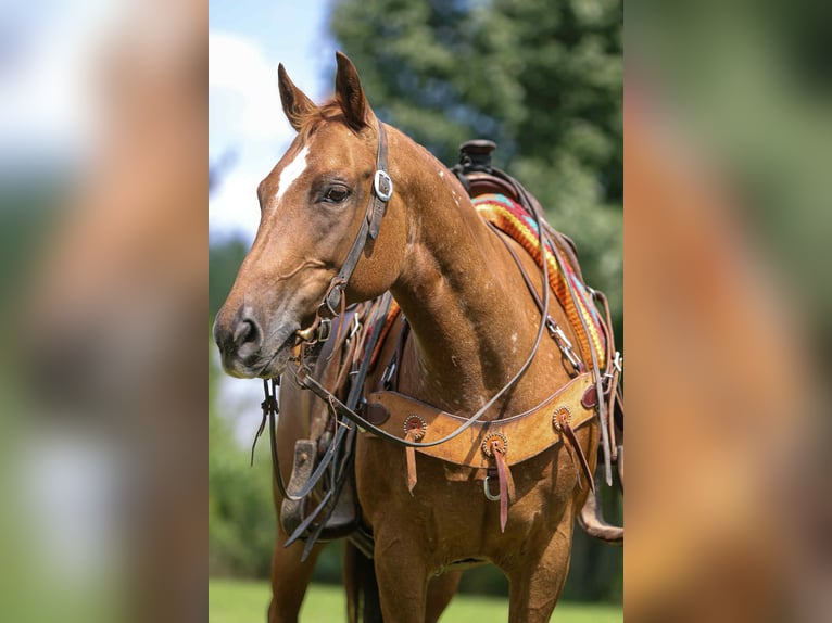 American Quarter Horse Mare 11 years 14 hh Chestnut in Fely OK