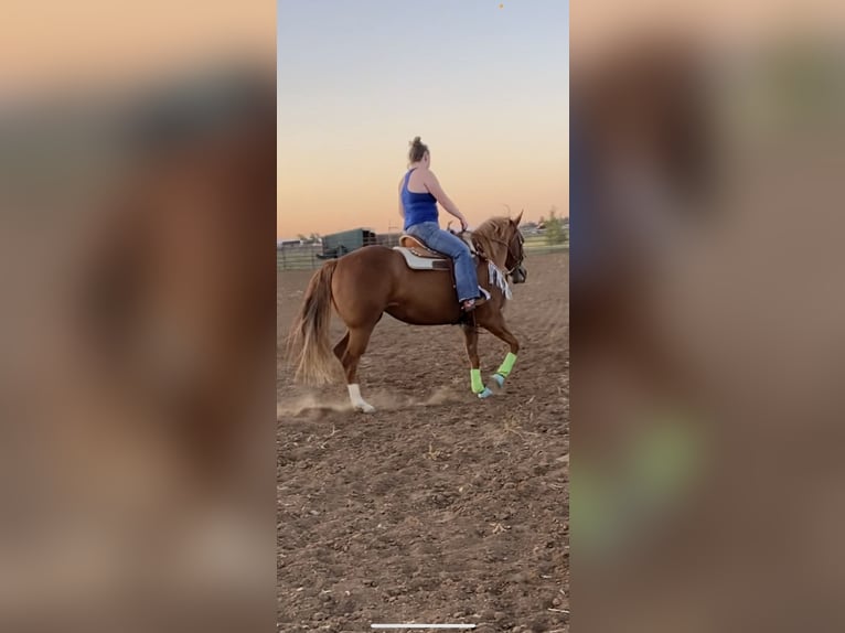 American Quarter Horse Mare 11 years 14 hh in Wellington