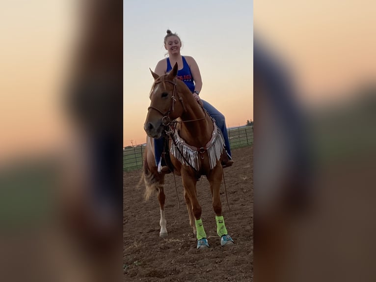 American Quarter Horse Mare 11 years 14 hh in Wellington