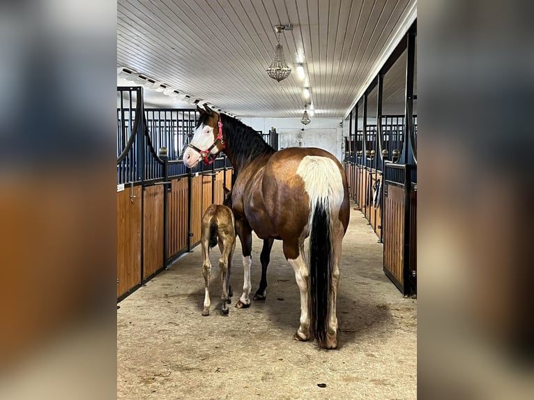 American Quarter Horse Mare 11 years 14,1 hh Brown in Tavelsjö