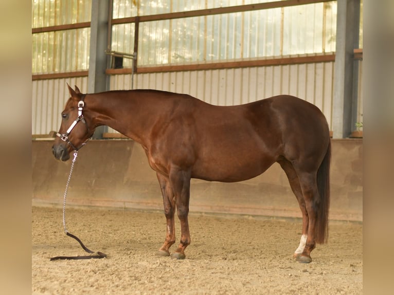 American Quarter Horse Mare 11 years 14,1 hh Chestnut in Geilenkirchen