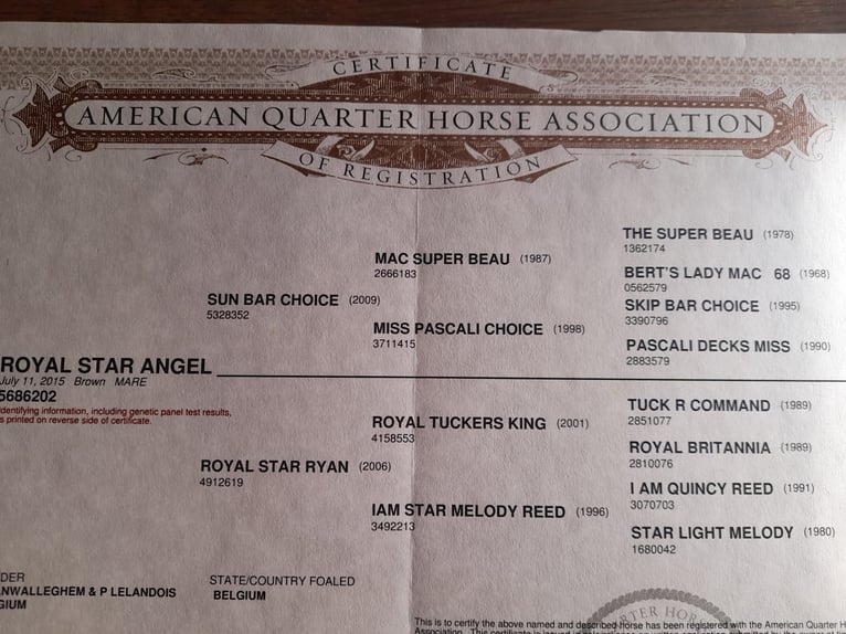 American Quarter Horse Mare 11 years 14,2 hh Bay-Dark in Oldebroek