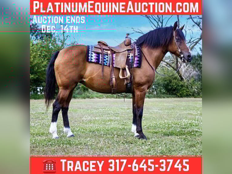 American Quarter Horse Mare 11 years 14,2 hh Bay in Conifer CO