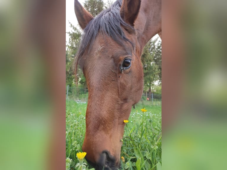 American Quarter Horse Mare 11 years 14,2 hh Brown in Heilsbronn