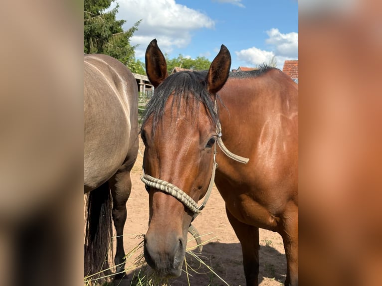 American Quarter Horse Mare 11 years 14,2 hh Brown in Heilsbronn