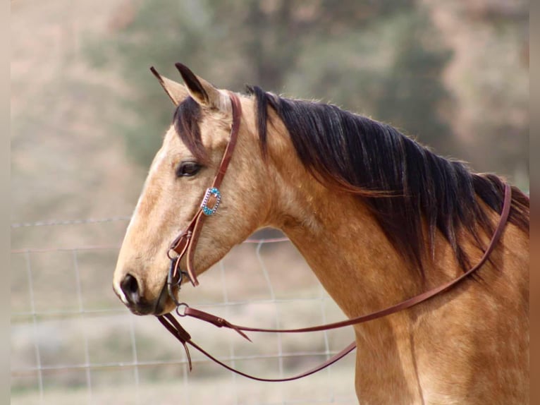 American Quarter Horse Mare 11 years 14,2 hh Buckskin in Bitterwater CA