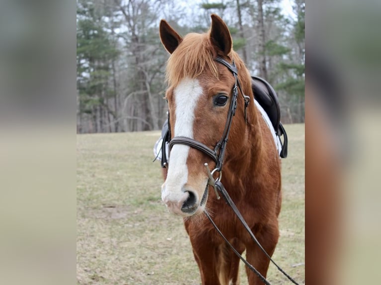 American Quarter Horse Mare 11 years 14,2 hh Chestnut in Middleboro