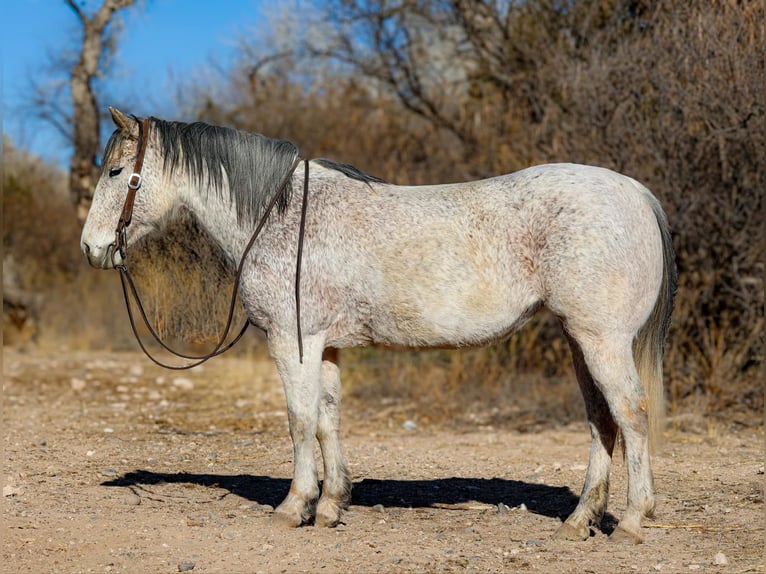 American Quarter Horse Mare 11 years 14,2 hh Grey in Camp Verde AZ