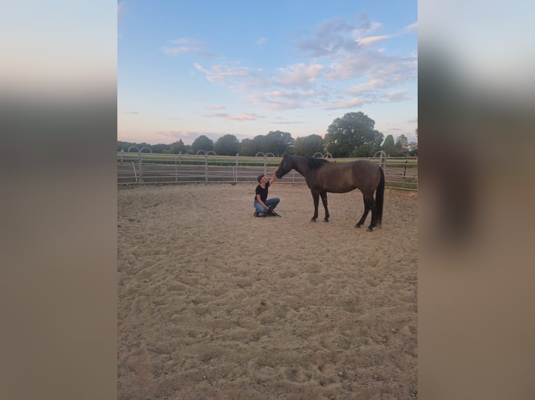 American Quarter Horse Mare 11 years 14,2 hh Grullo in Bremen