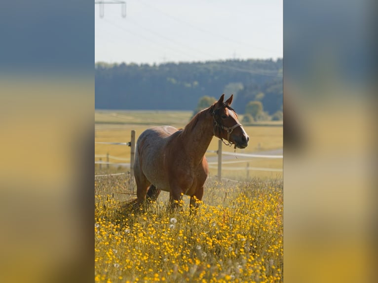 American Quarter Horse Mare 11 years 14,2 hh Roan-Red in Salzwedel