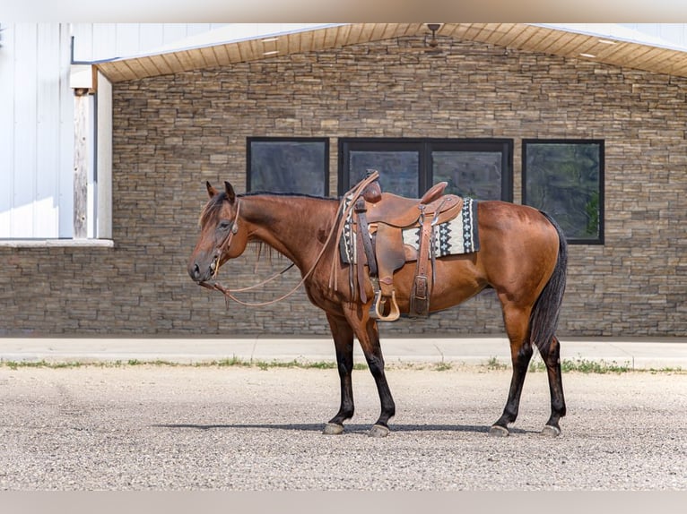 American Quarter Horse Mare 11 years 14,3 hh Bay in Cannon Falls, MN