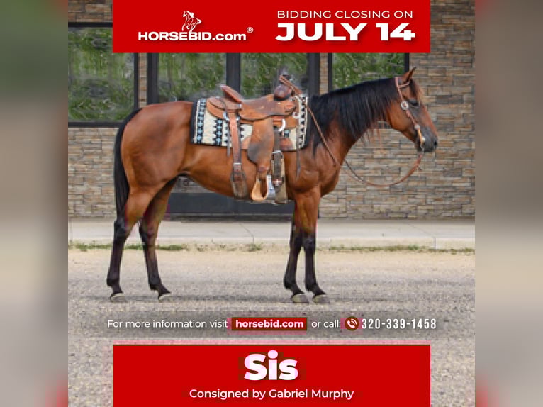 American Quarter Horse Mare 11 years 14,3 hh Bay in Cannon Falls, MN