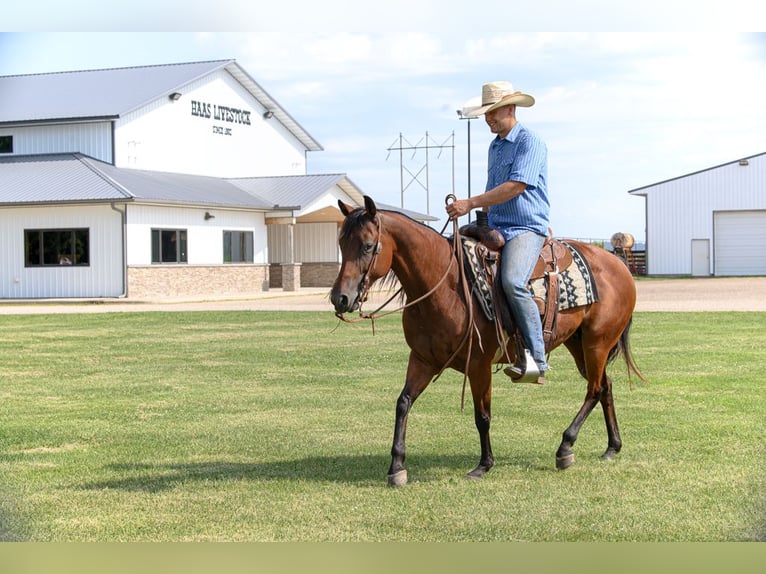 American Quarter Horse Mare 11 years 14,3 hh Bay in Cannon Falls, MN