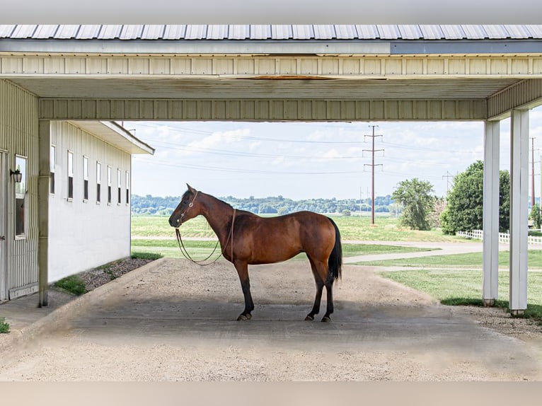 American Quarter Horse Mare 11 years 14,3 hh Bay in Cannon Falls, MN