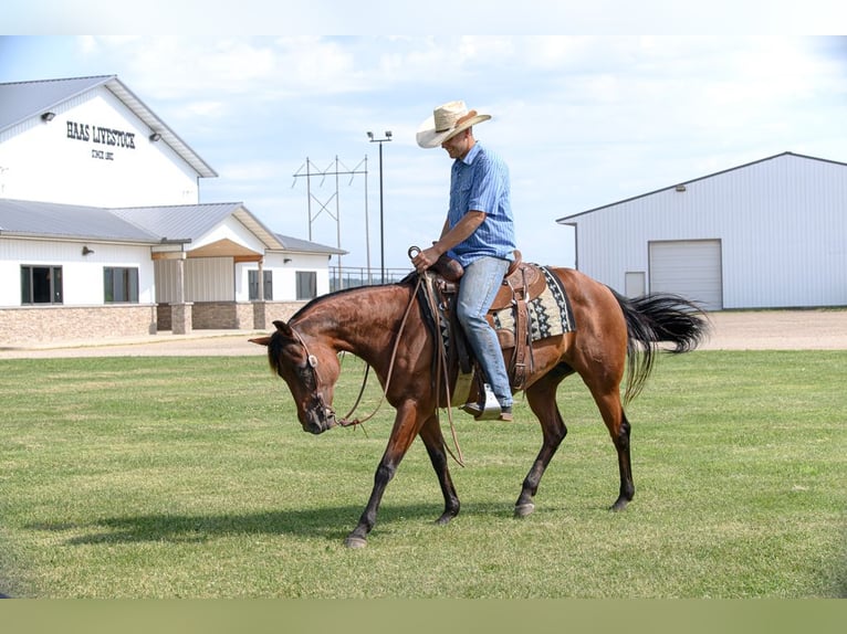 American Quarter Horse Mare 11 years 14,3 hh Bay in Cannon Falls, MN