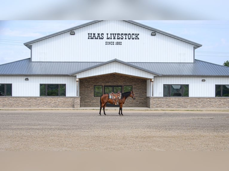 American Quarter Horse Mare 11 years 14,3 hh Bay in Cannon Falls, MN