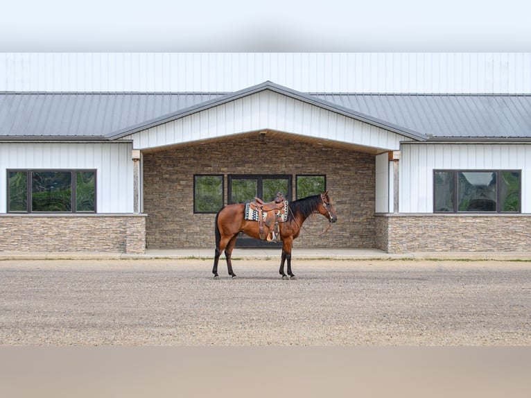American Quarter Horse Mare 11 years 14,3 hh Bay in Cannon Falls, MN