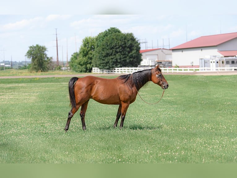 American Quarter Horse Mare 11 years 14,3 hh Bay in Cannon Falls, MN