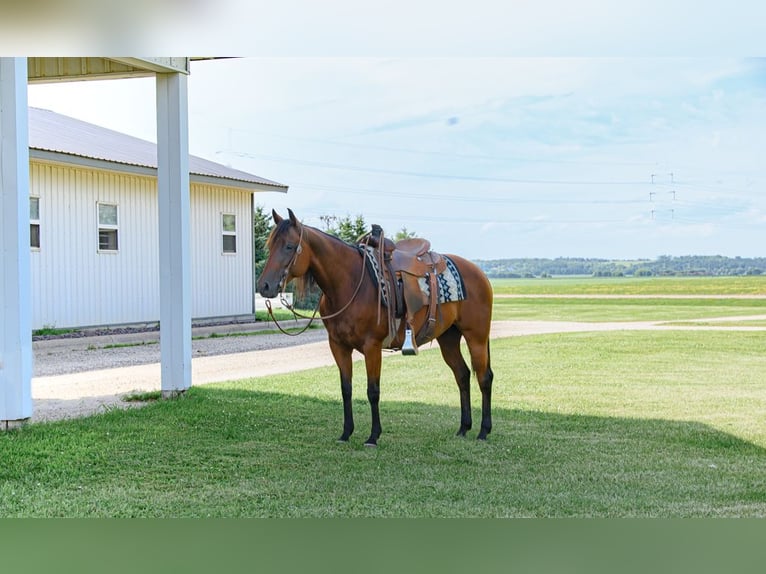 American Quarter Horse Mare 11 years 14,3 hh Bay in Cannon Falls, MN