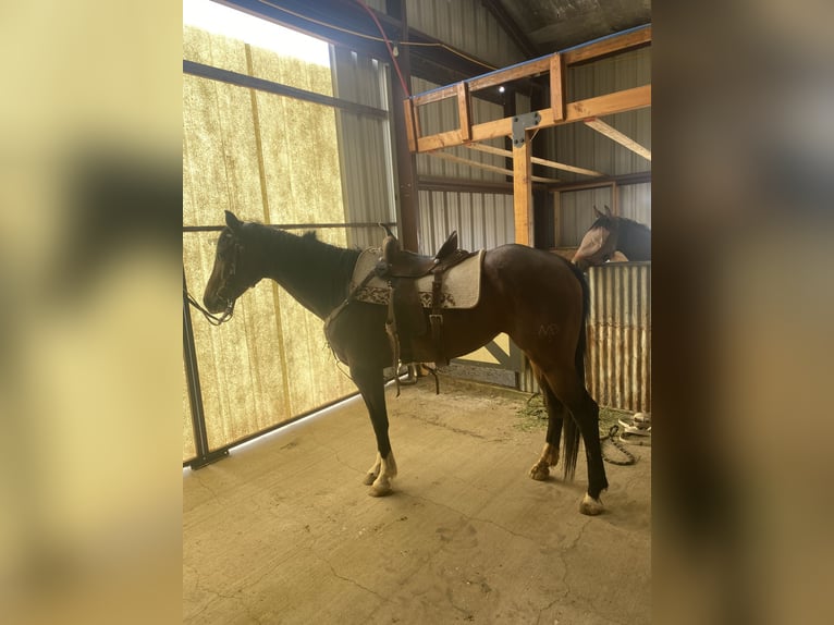 American Quarter Horse Mare 11 years 14,3 hh Bay in Silver City, NM
