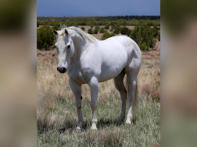 American Quarter Horse Mare 11 years 14,3 hh Gray in Cottonwood AZ