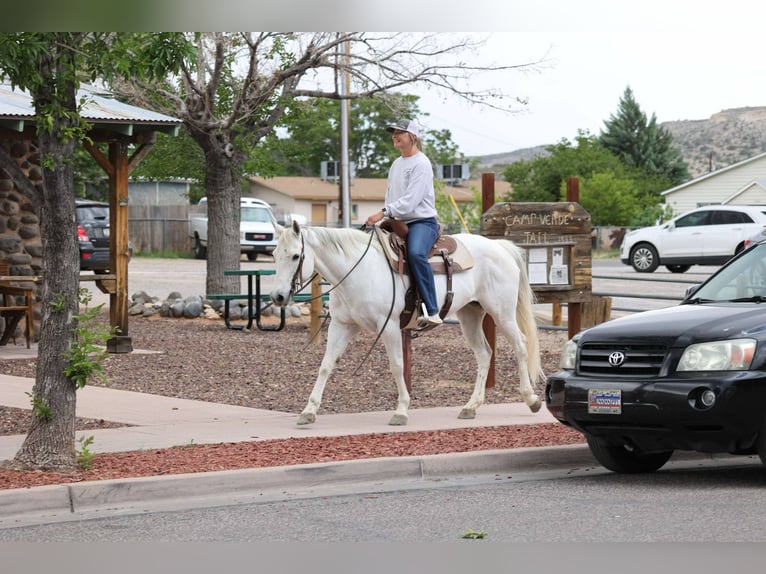 American Quarter Horse Mare 11 years 14,3 hh Gray in Cottonwood AZ