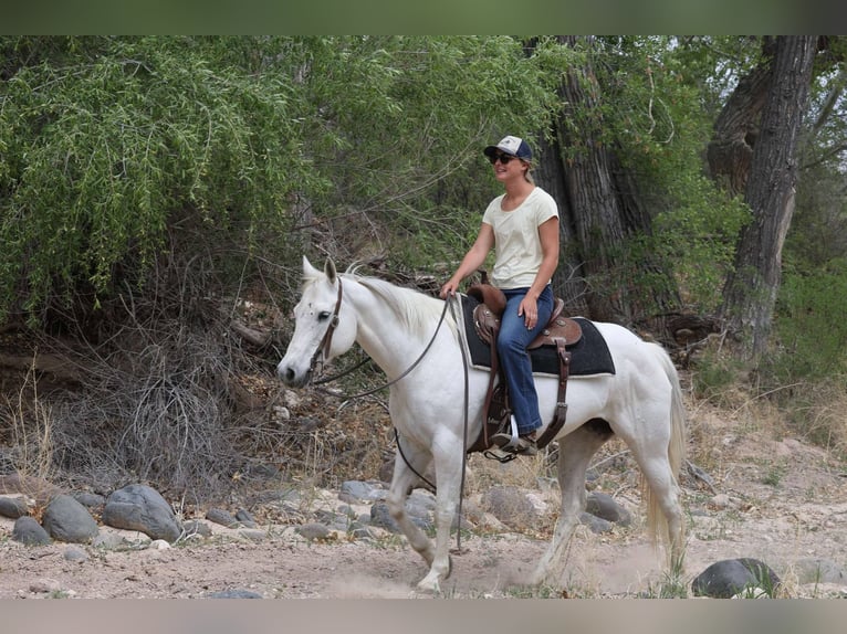 American Quarter Horse Mare 11 years 14,3 hh Gray in Cottonwood AZ