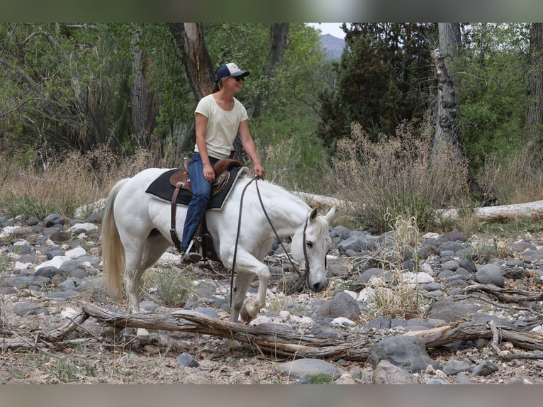 American Quarter Horse Mare 11 years 14,3 hh Gray in Cottonwood AZ