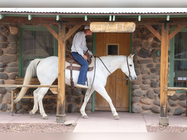 American Quarter Horse Mare 11 years 14,3 hh Gray in Cottonwood AZ