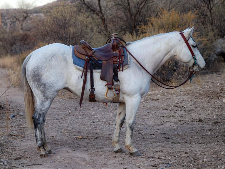 American Quarter Horse Mare 11 years 14,3 hh Grey in Camp Verde AZ