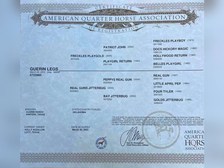 American Quarter Horse Mare 11 years 14,3 hh Grey in Lipan Tx