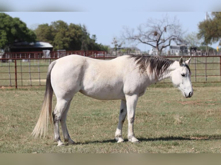 American Quarter Horse Mare 11 years 14,3 hh Grey in Lipan Tx
