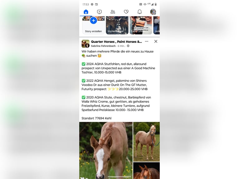 American Quarter Horse Mare 11 years 14,3 hh Palomino in SulzbergSulzberg