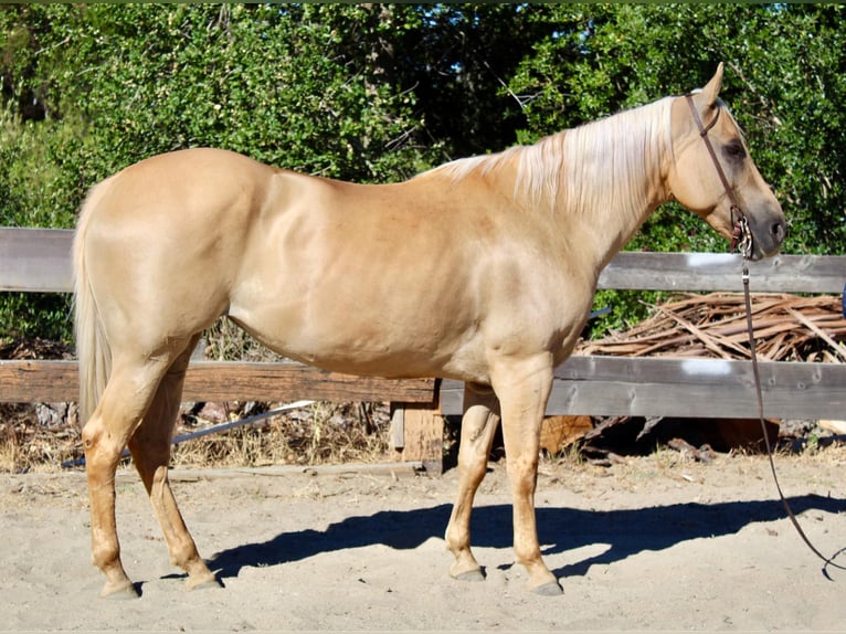 American Quarter Horse Mare 11 years 14,3 hh Palomino in Bitterwater CA