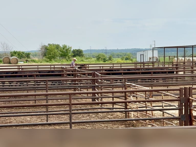 American Quarter Horse Mare 11 years 14,3 hh in Cannon Falls, MN