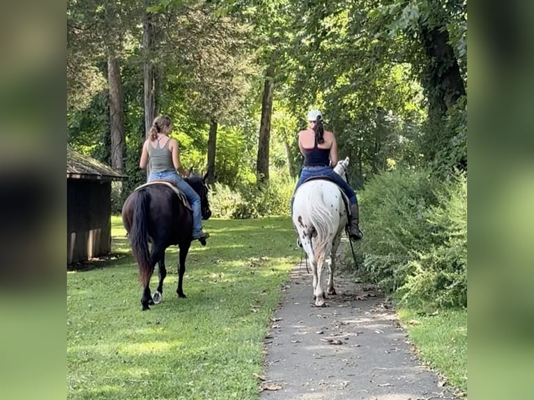 American Quarter Horse Mare 11 years 15,1 hh Black in Granby, CT