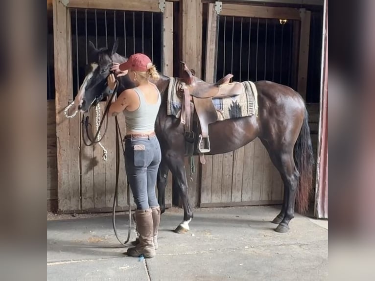 American Quarter Horse Mare 11 years 15,1 hh Black in Granby, CT