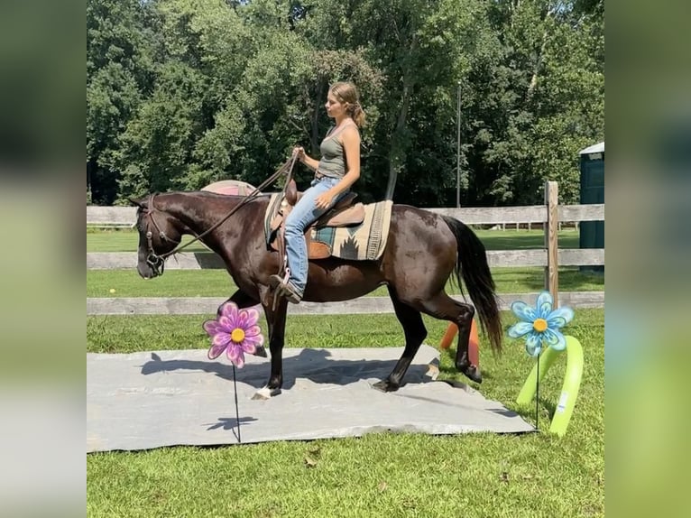 American Quarter Horse Mare 11 years 15,1 hh Black in Granby, CT