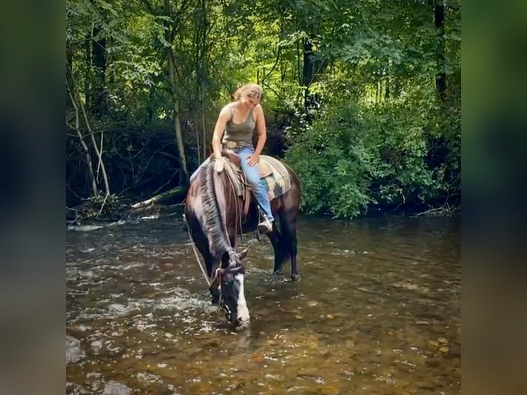 American Quarter Horse Mare 11 years 15,1 hh Black in Granby, CT