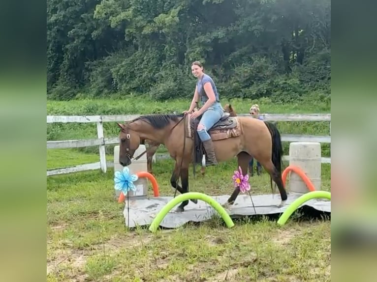 American Quarter Horse Mare 11 years 15,1 hh Buckskin in Granby, CT