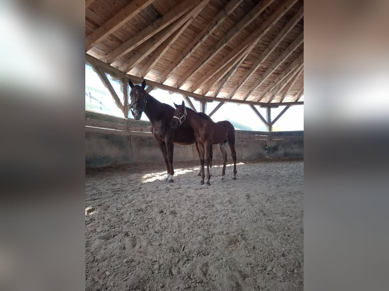 American Quarter Horse Mare 11 years 15.1 hh Chestnut-Red in Aspach