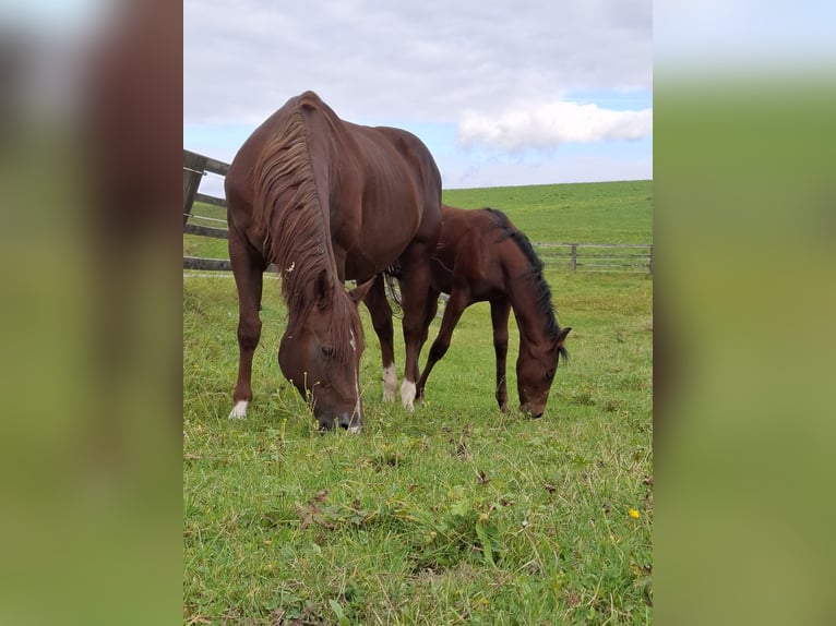 American Quarter Horse Mare 11 years 15.1 hh Chestnut-Red in Aspach