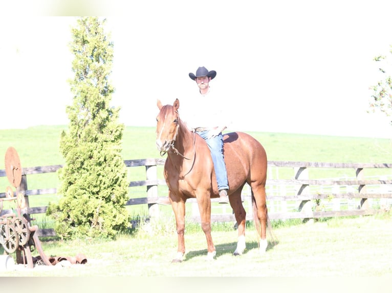 American Quarter Horse Mare 11 years 15.1 hh Chestnut-Red in Aspach
