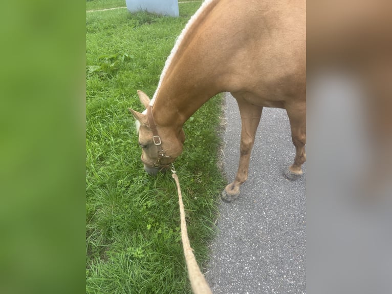 American Quarter Horse Mare 11 years 15.1 hh Palomino in Rotterdam