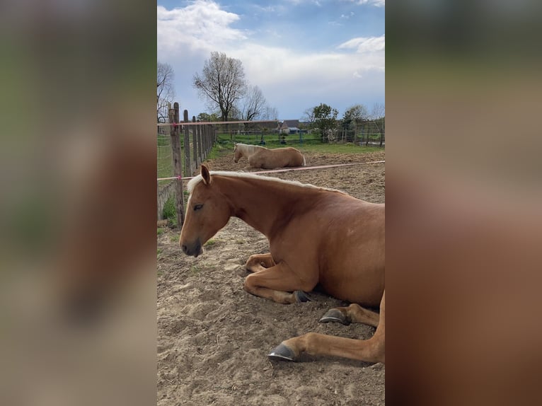 American Quarter Horse Mare 11 years 15.1 hh Palomino in Rotterdam