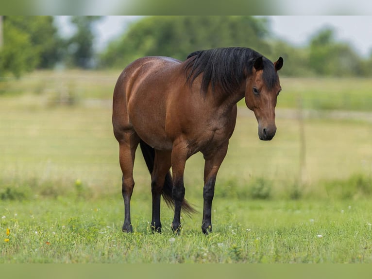 American Quarter Horse Mare 11 years 15.1 hh Roan-Bay in Granbury TX