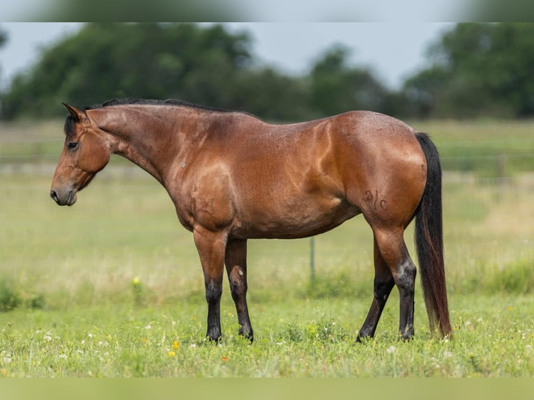 American Quarter Horse Mare 11 years 15.1 hh Roan-Bay in Granbury TX