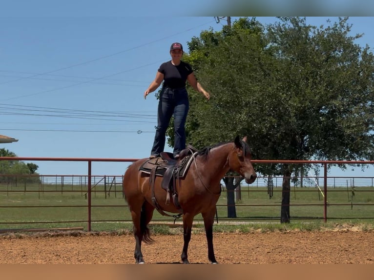 American Quarter Horse Mare 11 years 15.1 hh Roan-Bay in Granbury TX
